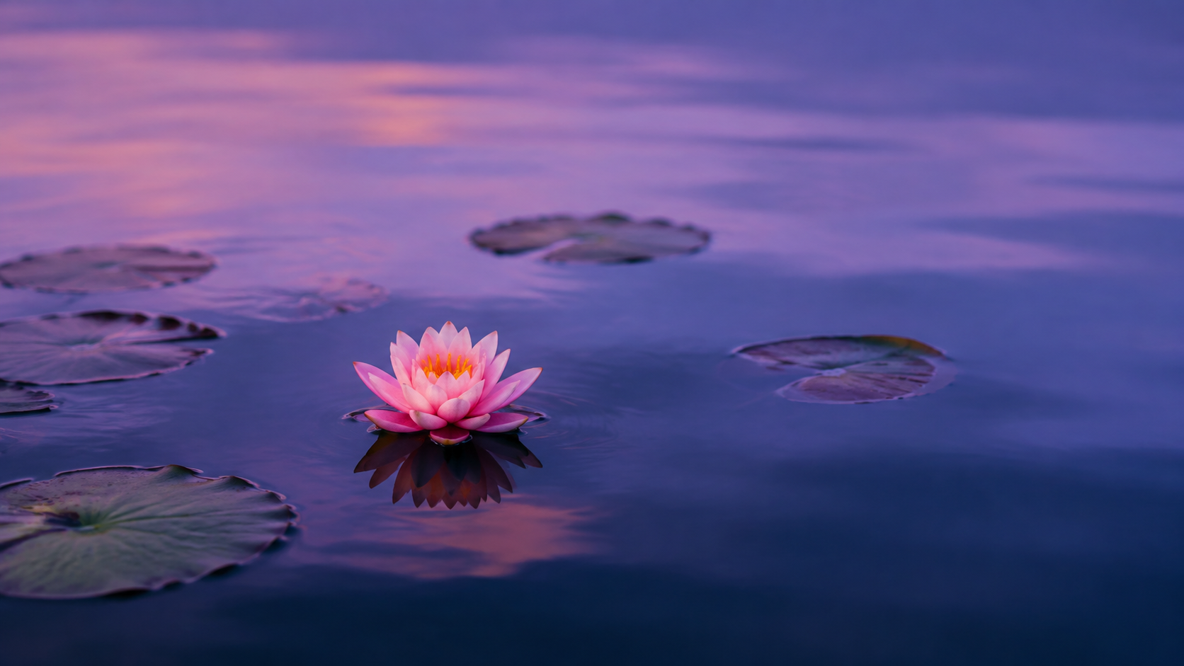 Pink lotus resting on calm purple-blue water