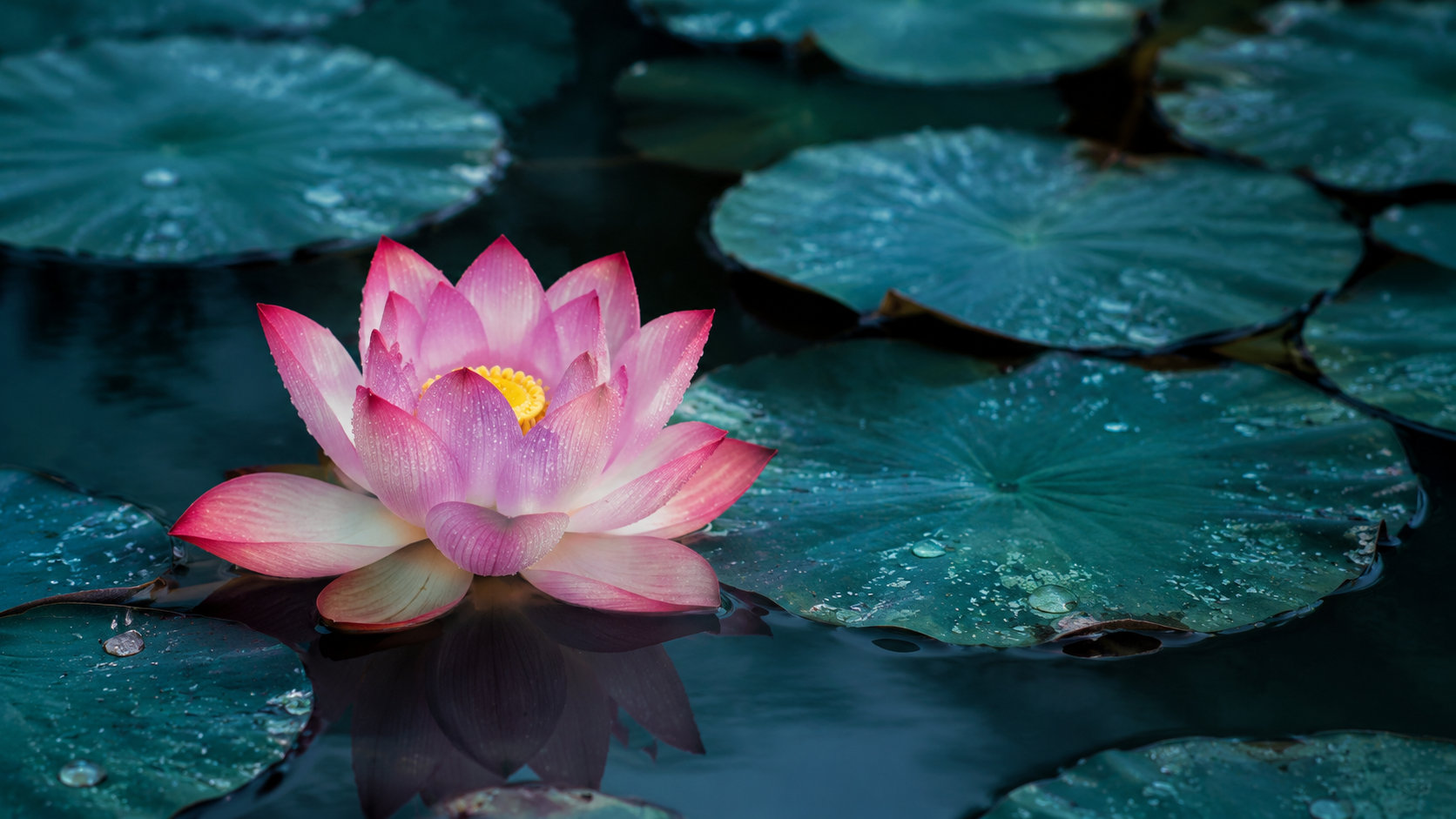 Pink and white lotus among deep teal lily pads